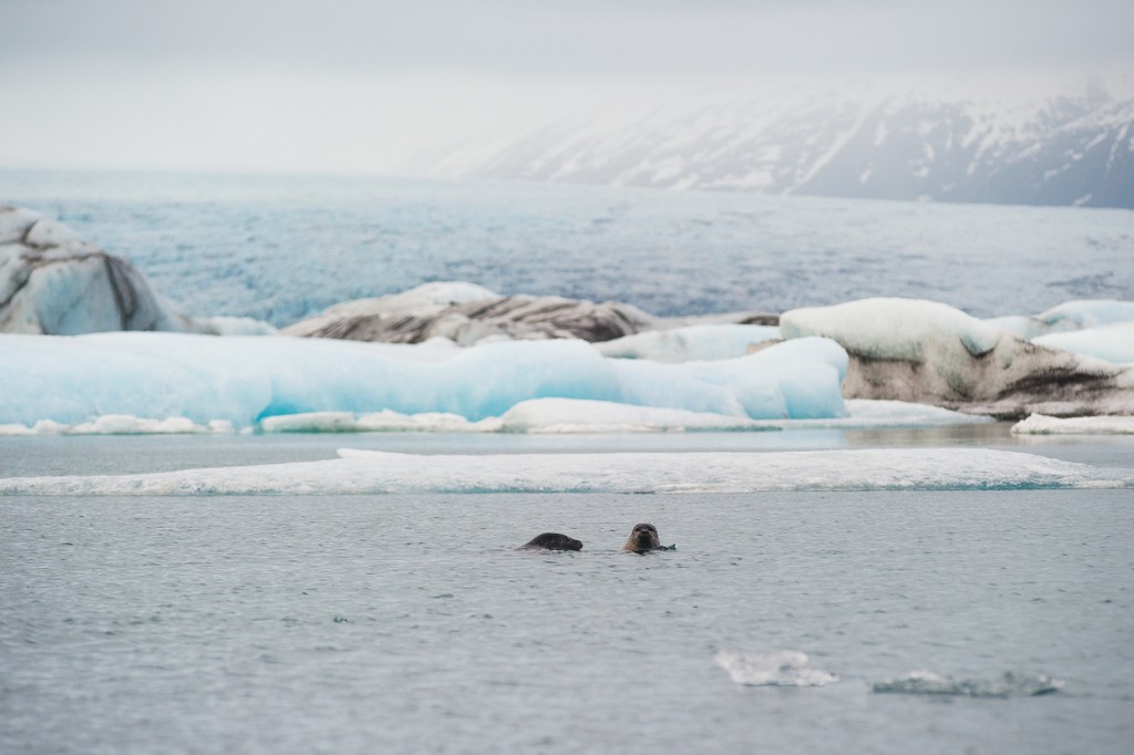 Robben im Gletschersee